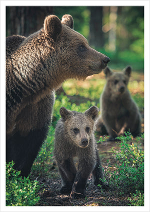 Postcard Konsta Punkka - Bear Family