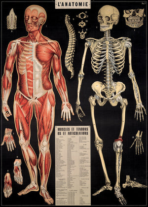 Juliste Cavallini - L'Anatomie