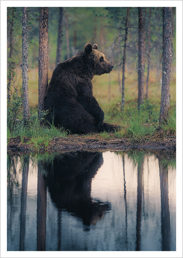 Postcard Konsta Punkka - Karhu